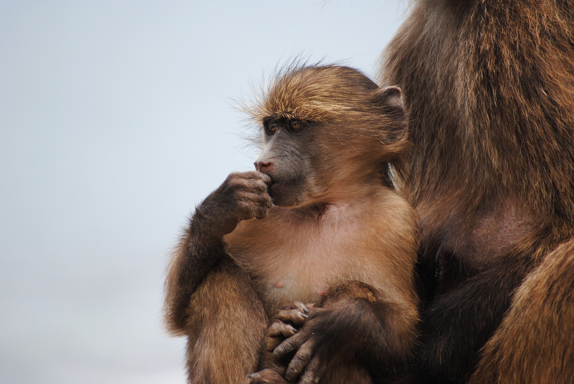 Des singes perturbent la tranquillité des ménages de la ville de Mongo